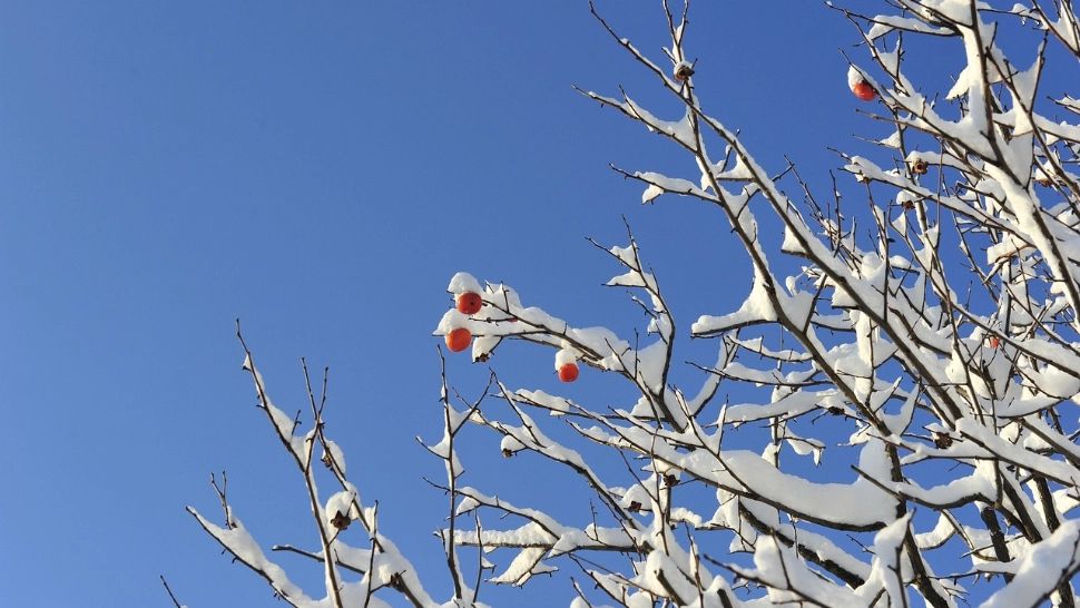 Cum va fi vremea în următoarele patru săptămâni.