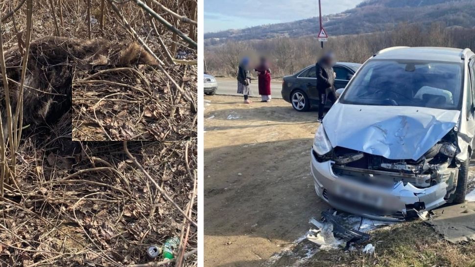 Accident neobișnuit pe o șosea din Buzău: un urs a fost lovit mortal de o mașină, Garda de Mediu a deschis anchetă - FOTO