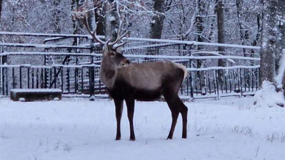 Cerb carpatin. Foto: Grădina Zoologică Tg Mureș