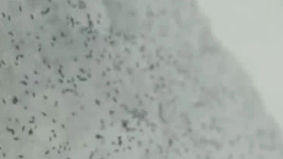 Insectele negre apărute pe ger în zăpadă. Foto: Facebook