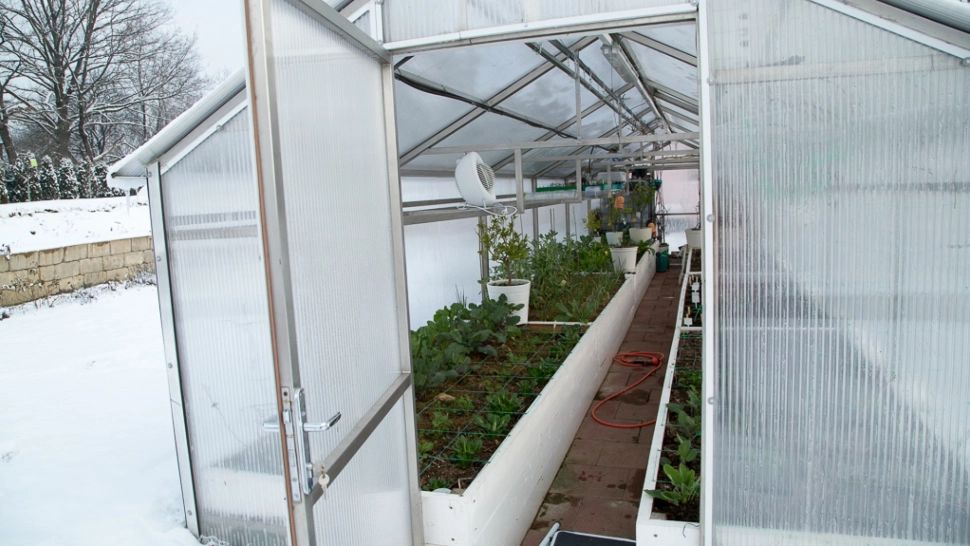 Top 7 legume pe care le poți planta încă din luna ianuarie