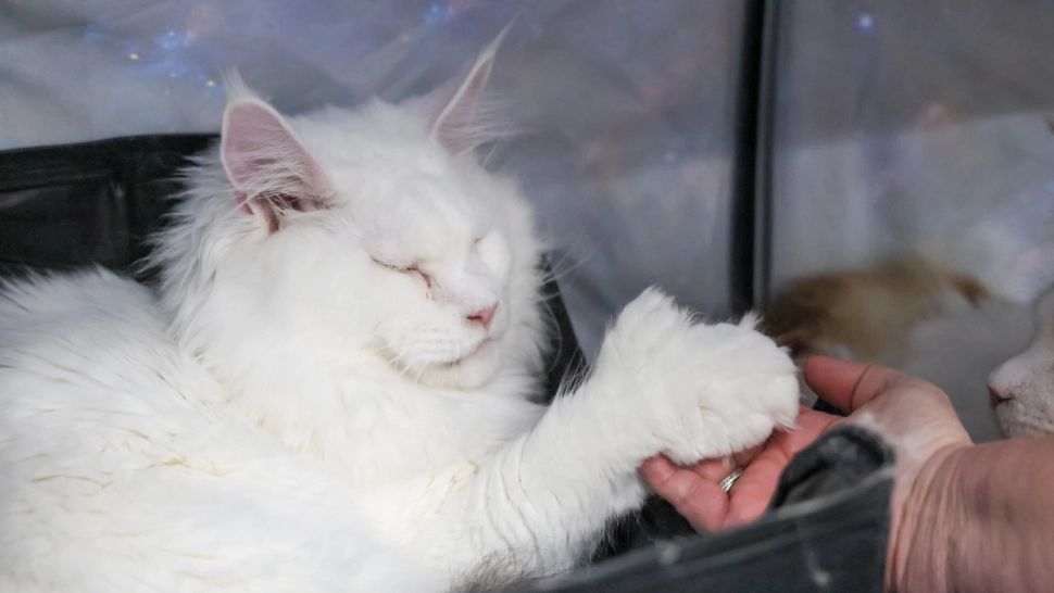 Întrebarea copiilor care îi bagă în ceață pe adulți: câte degete are pisica?