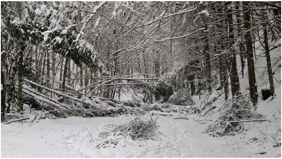 Mobilizare de forțe pentru salvarea unei persoane dintr-o pădure din Rodna