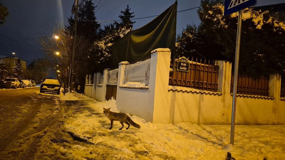 Ecosistemul din jurnul lacurilor a fost afectat de dezvoltarea urbană