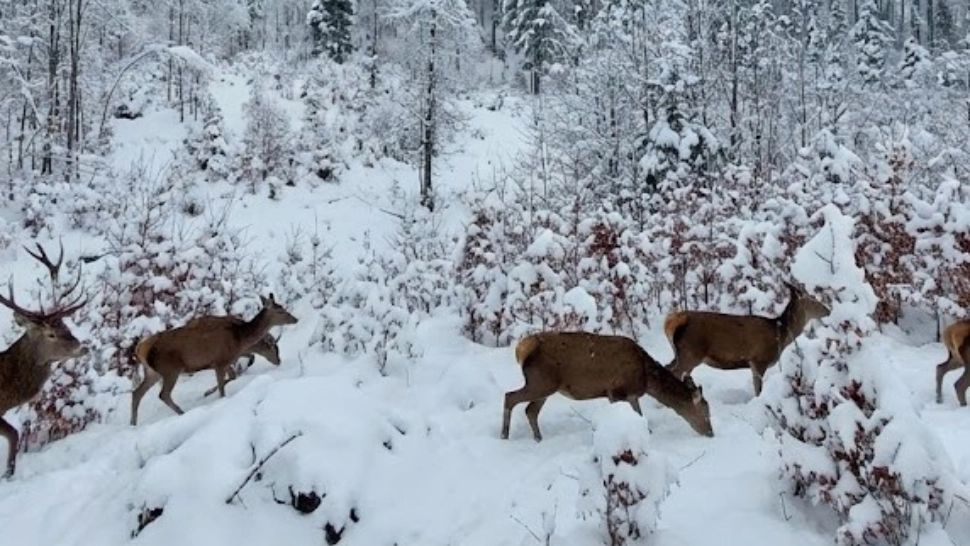 Cadre spectaculoase cu animale sălbatice surprinse în pădurile înzăpezite din Gorj. Imaginile, făcute publice de Romsilva |  GALERIE FOTO