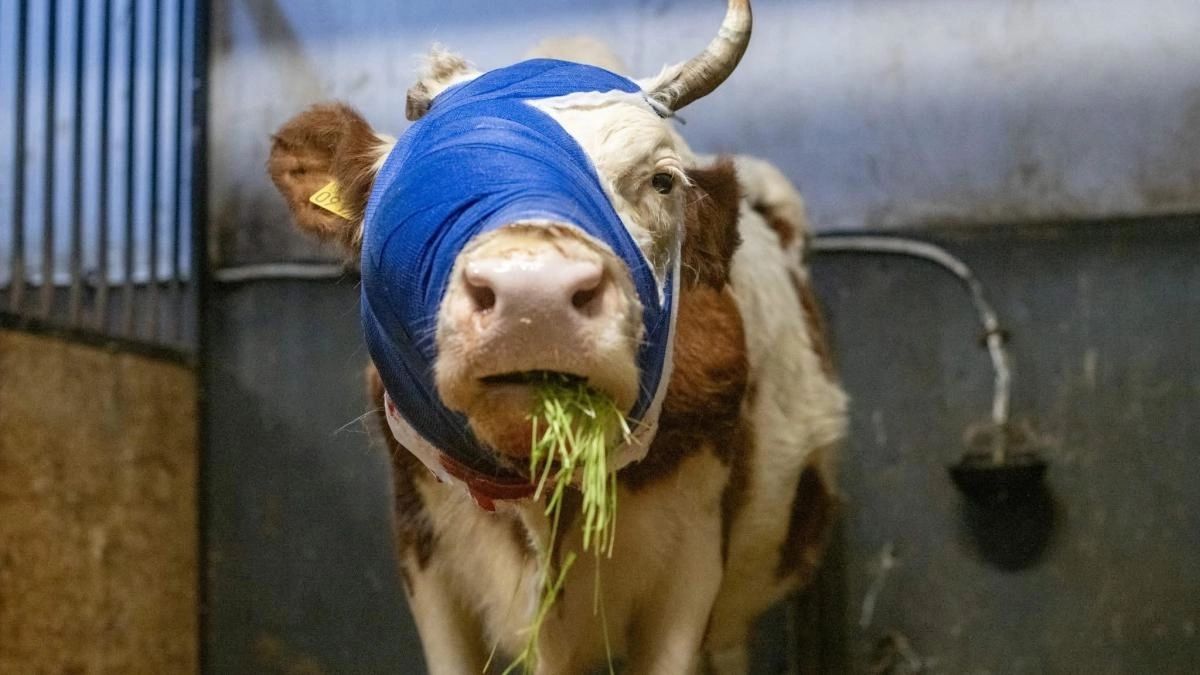 Imagini cu Bumba, prima văcuță din România tratată pentru cancer: o poveste despre curaj, iubire și speranță