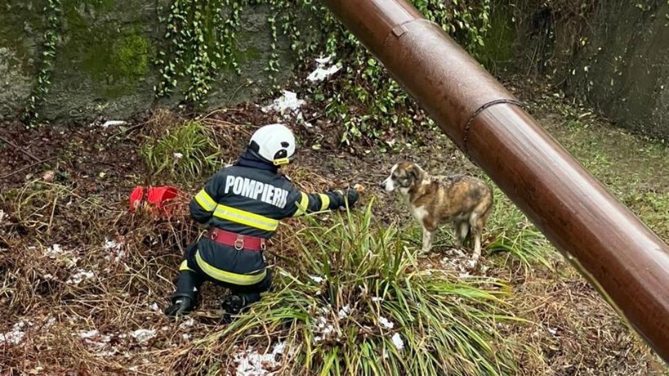 Misiune contracronometru în Vâlcea: pompierii au salvat un câine prins sub un pod, în mijlocul apei