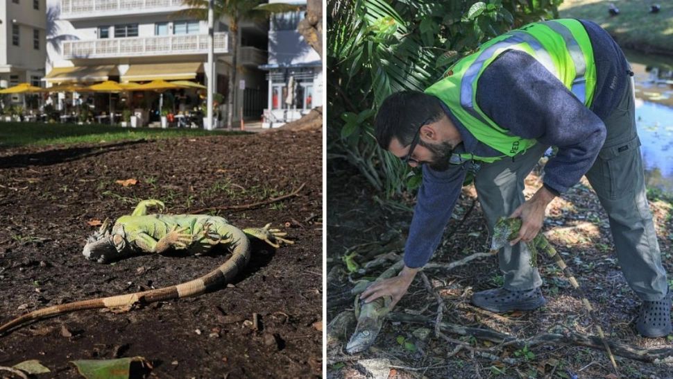 Frig istoric în Florida: iguanele cad din copaci după ce au fost paralizate de temperaturile neobișnuit de scăzute