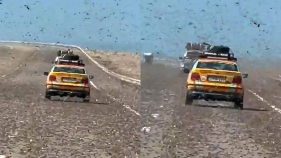 Imagini apocaliptice pe o autostradă din Sahara: un stol uriaș de lăcuste a blocat traficul