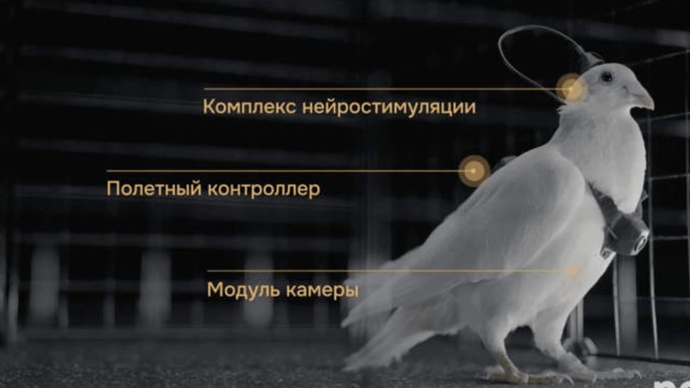 Rușii fac porumbei-cyborg