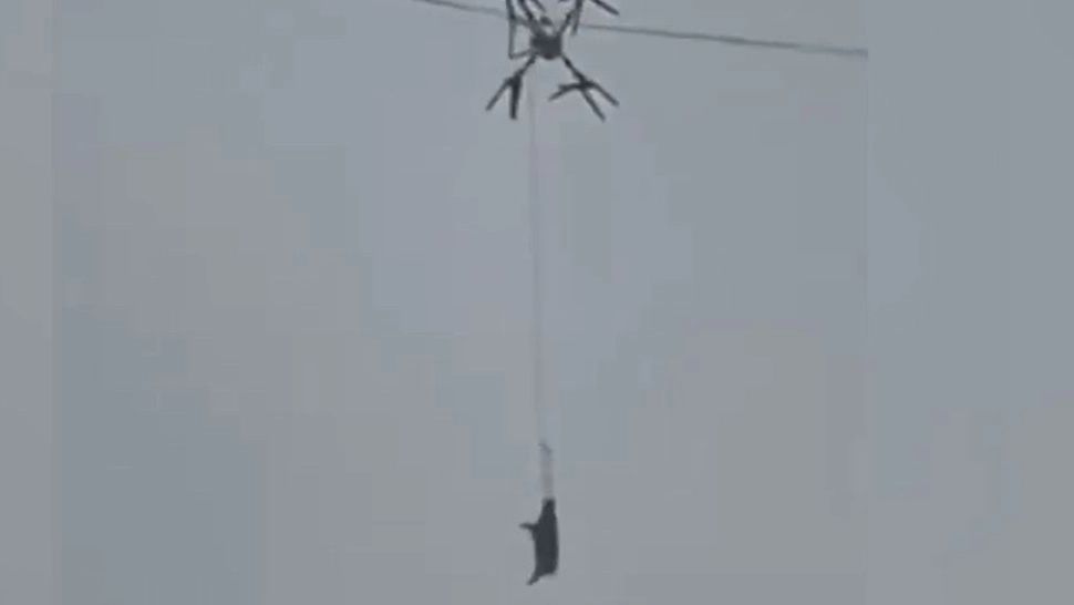 Un fermier a lăsat un sat întreg fără curent după ce a transportat porci cu o dronă.