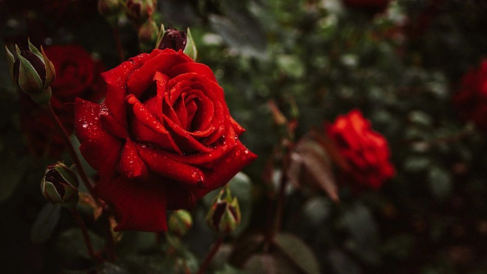 Cum se taie corect trandafirii primăvara pentru o înflorire bogată vara. Detaliul esențial la care trebuie să fii atent