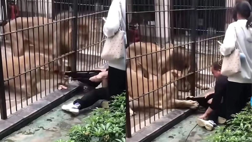 Momente de panică la o grădină zoologică: o fetiță de 10 ani a fost atacată de o leoaică