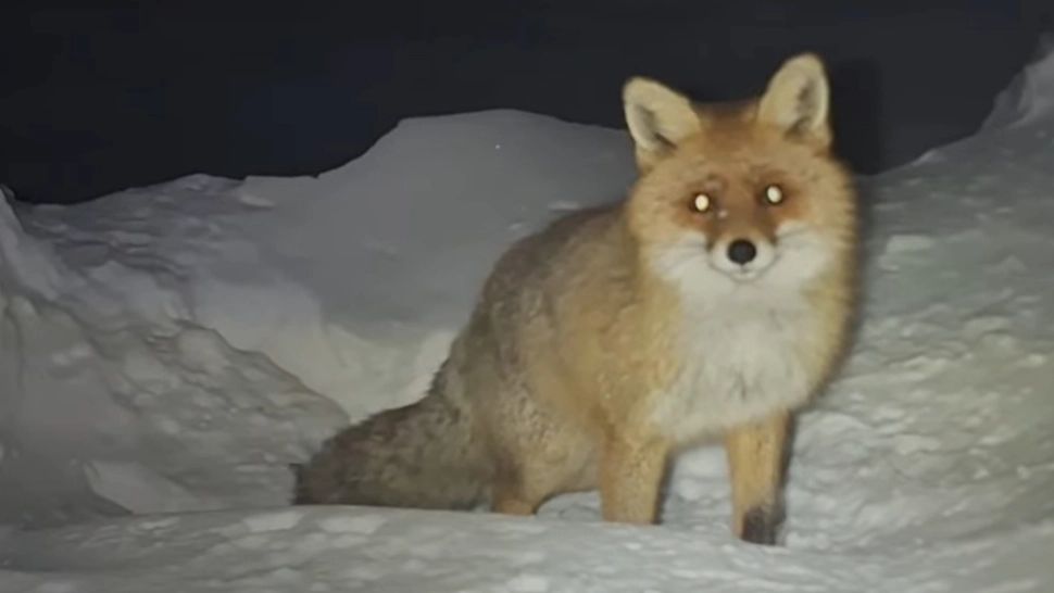 Vulpea „Lady Gaga” a cucerit stația meteo de pe Vârful Omu