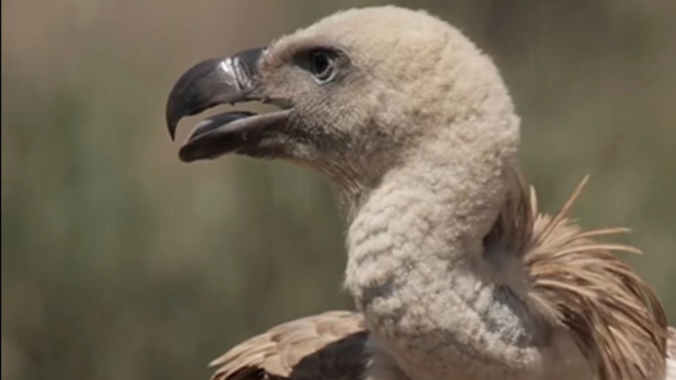 O specie de vulturi extraordinari revine în România după 70 de ani