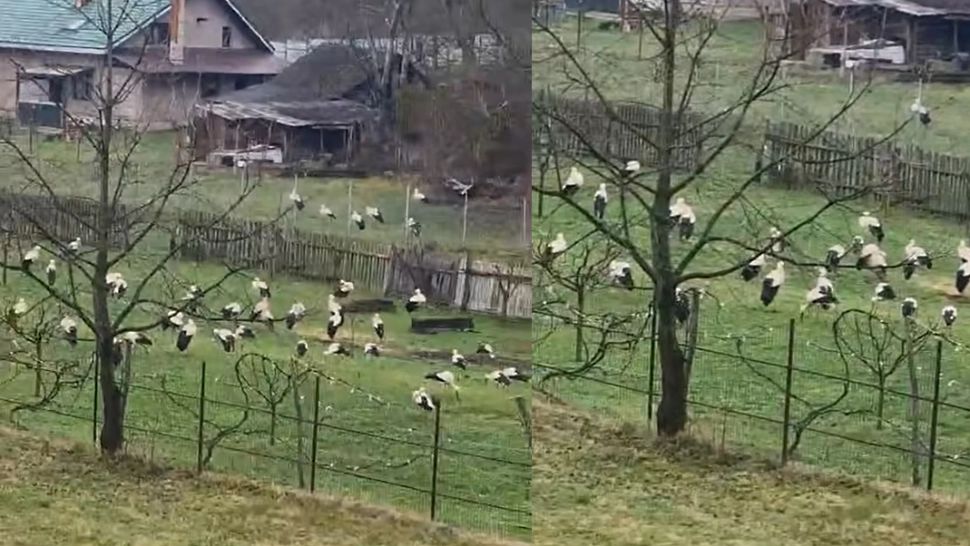 Spectacol în curtea unei gospodării din Bicaz: zeci de berze s-au adunat ca pentru o fotografie de grup – VIDEO