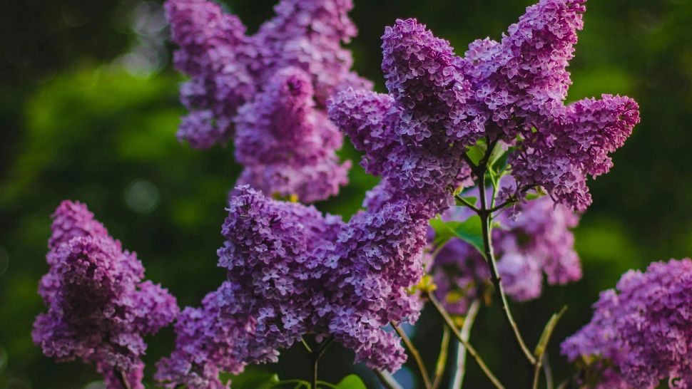 liliac