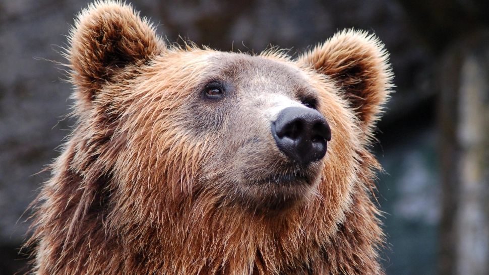 Doi bărbați au fost reținuți în Brașov după ce ar fi împușcat ilegal un urs