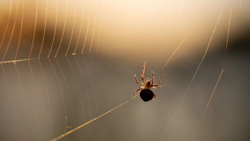 Ingredientul ieftin din bucătărie care ține insectele și păianjenii la distanță primăvara