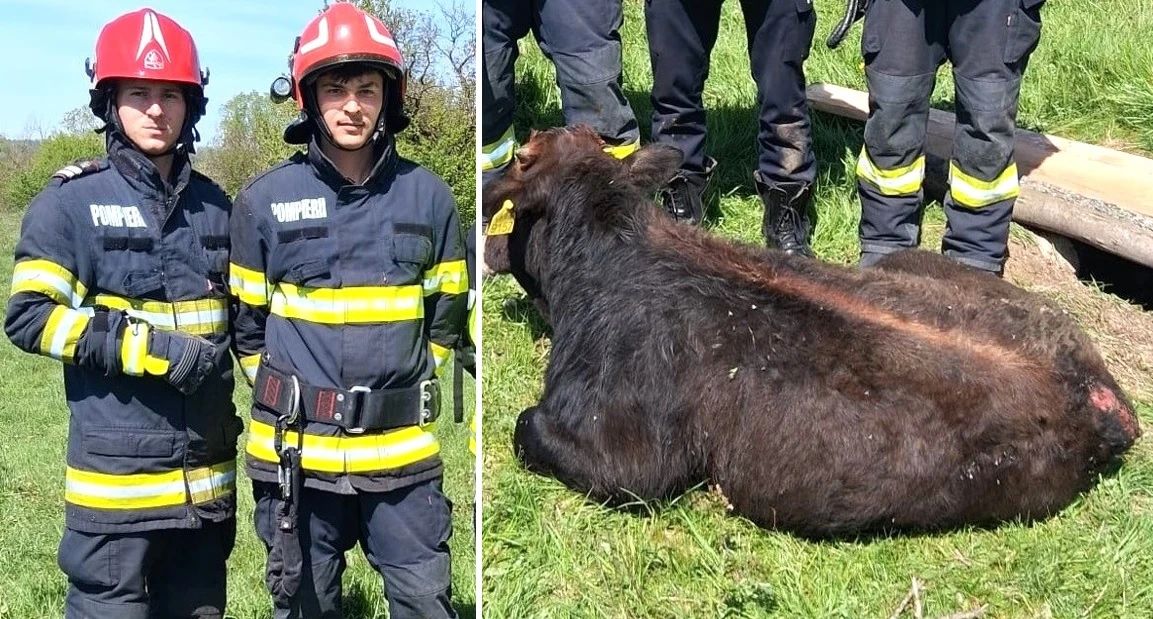 Pompierii au salvat un vițel căzut într-o fântână.