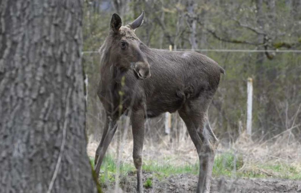 Un nou animal va fi aclimatizat în România. Foto: Parcul Natural Vânători-Neamț