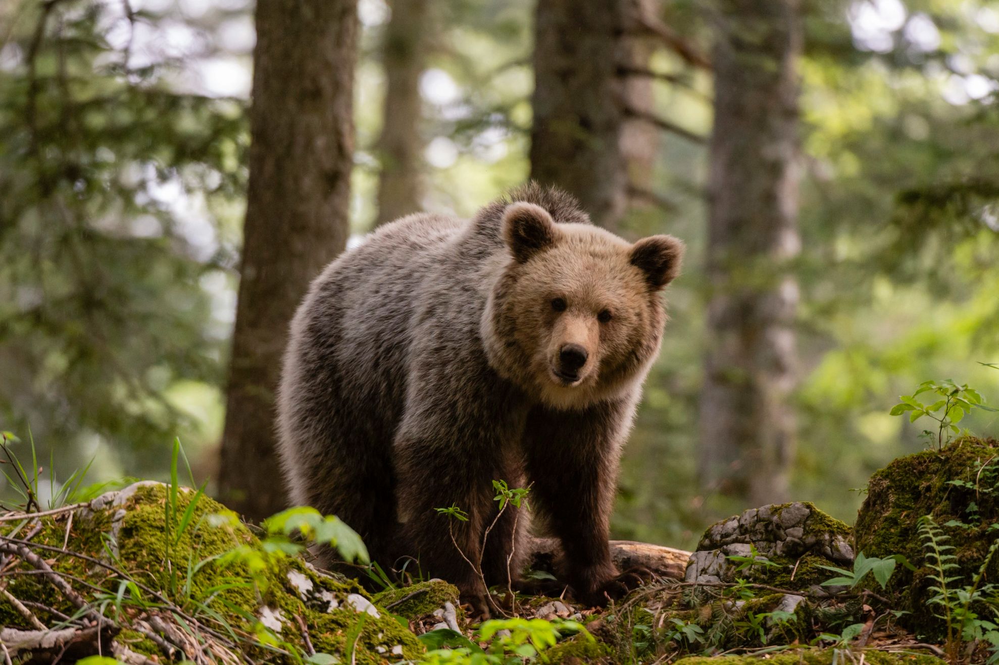 Alertă urs Maramureș/ Profimedia