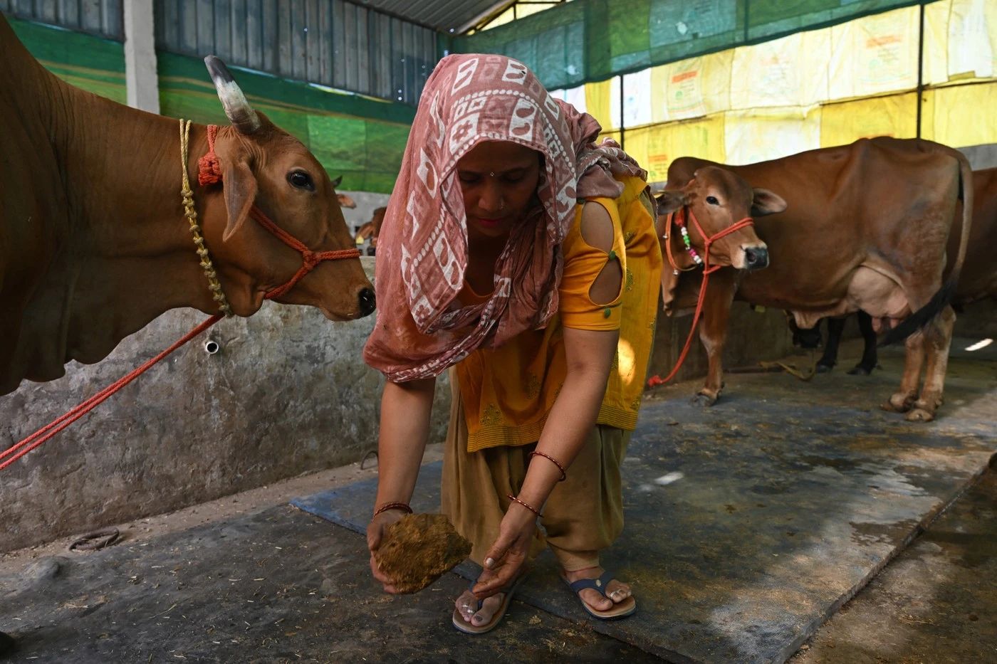 Oamenii din India au ajuns să gătească la bălegar. Foto: Profimedia