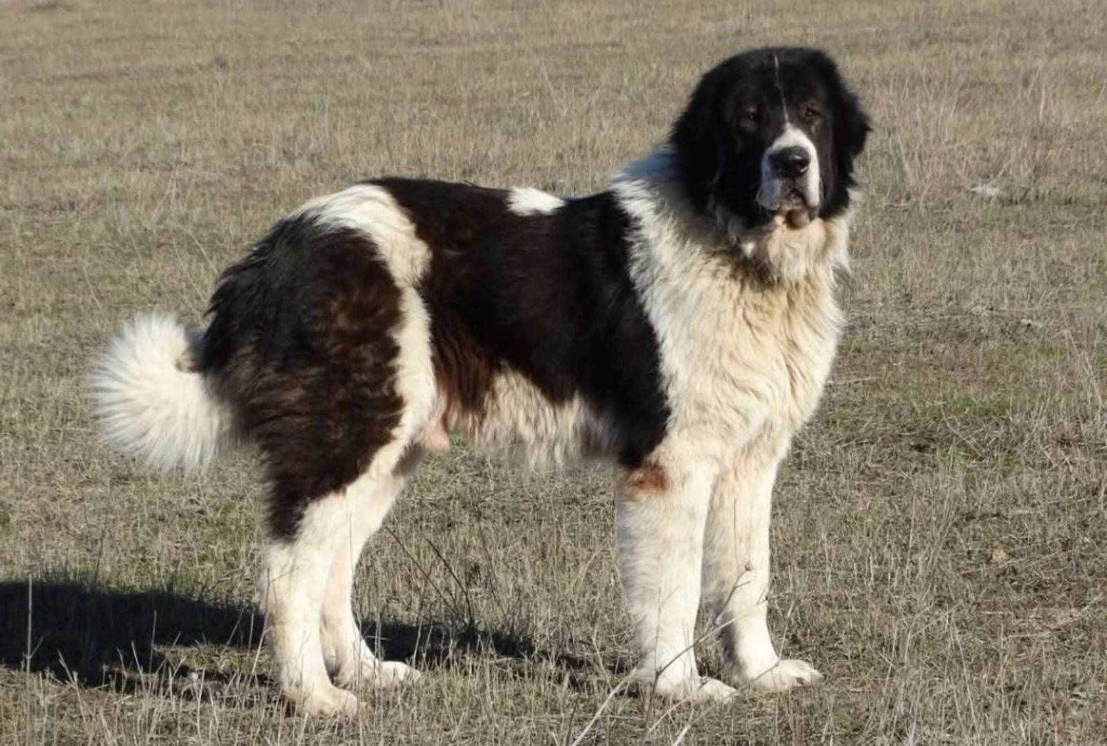 FOTO: Arhivă