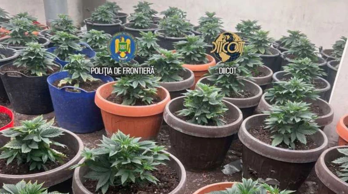 Culturi de cannabis ca în filme, găsite la Măgurele