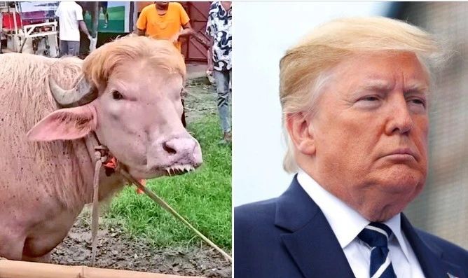 Donald Trump și un bivol