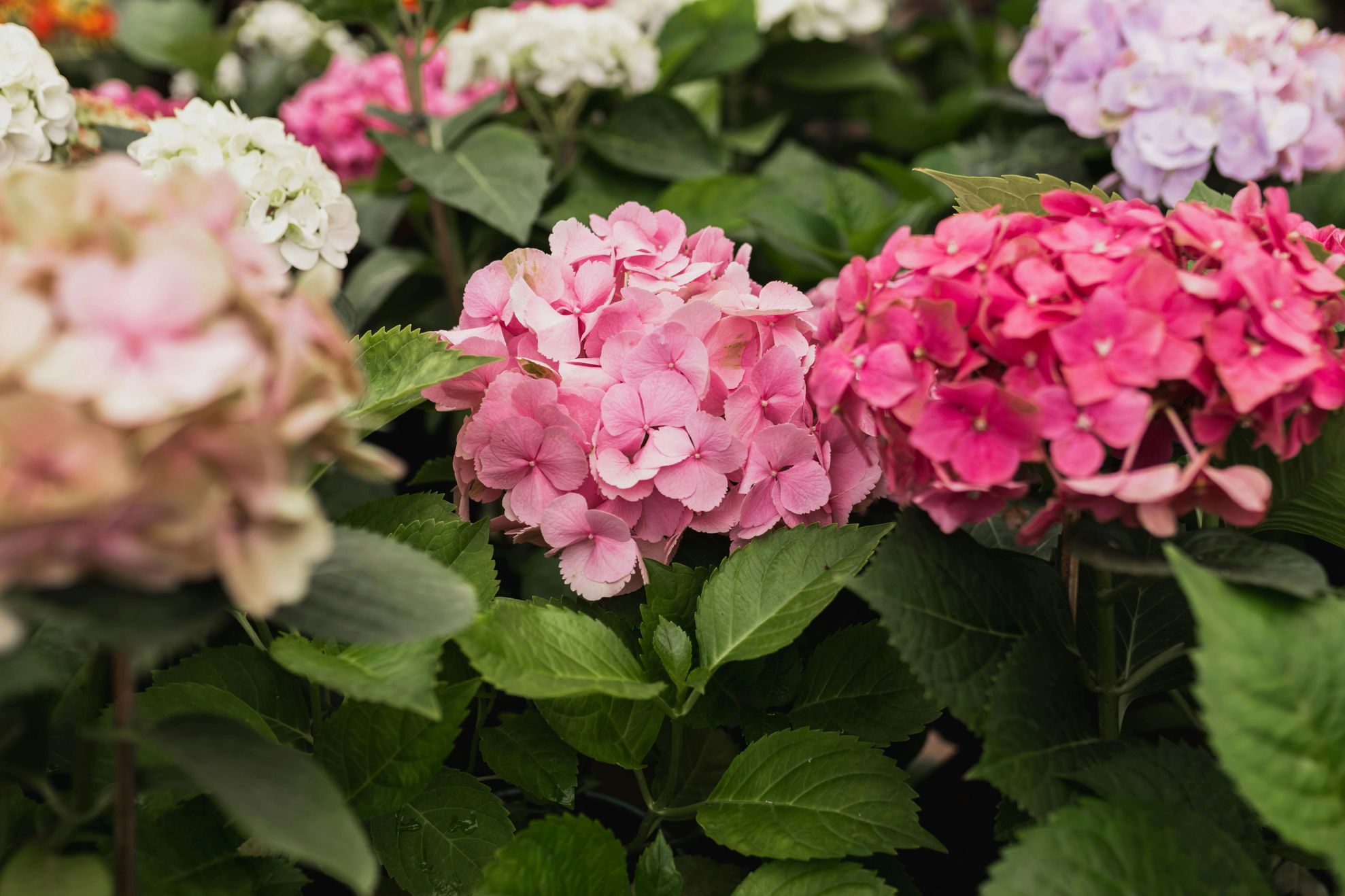 flori de hortensie