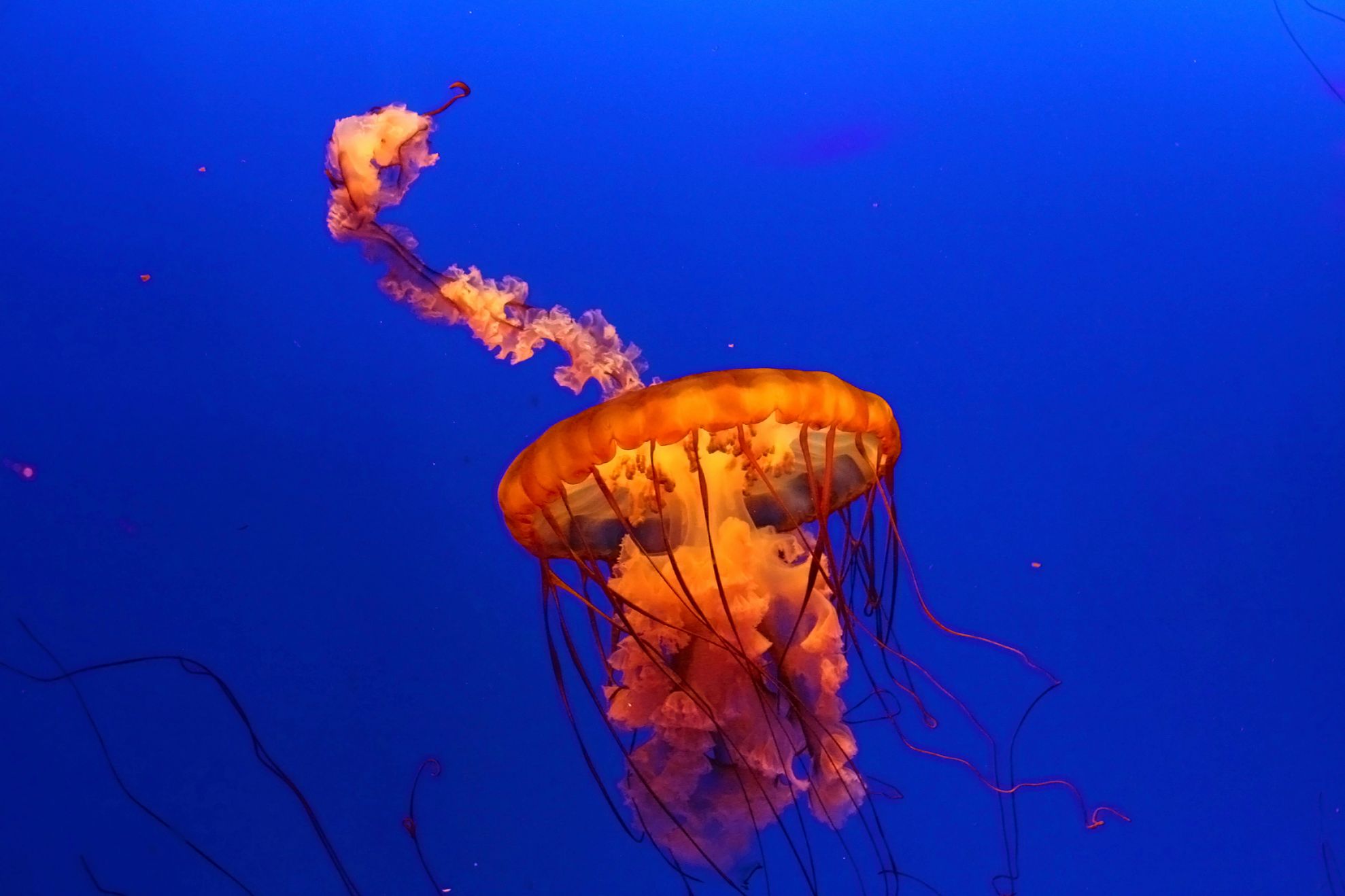 meduza