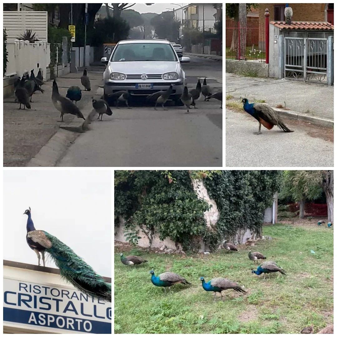 Oraș din Italia, invadat de păuni