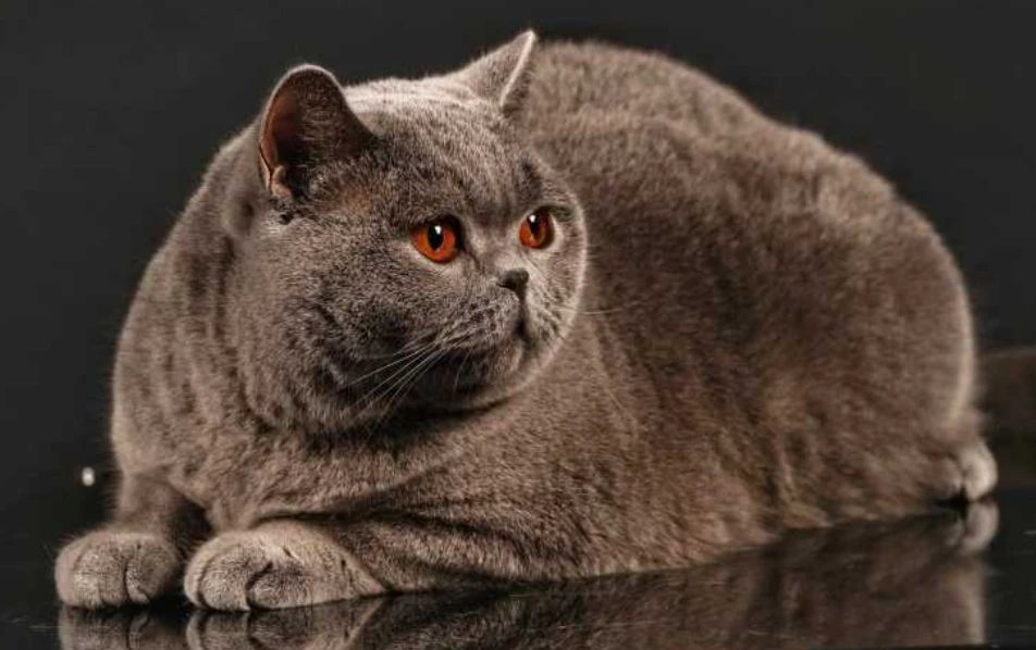 Foto: Felisa Bucovina Britishshorthair Cats / Facebook