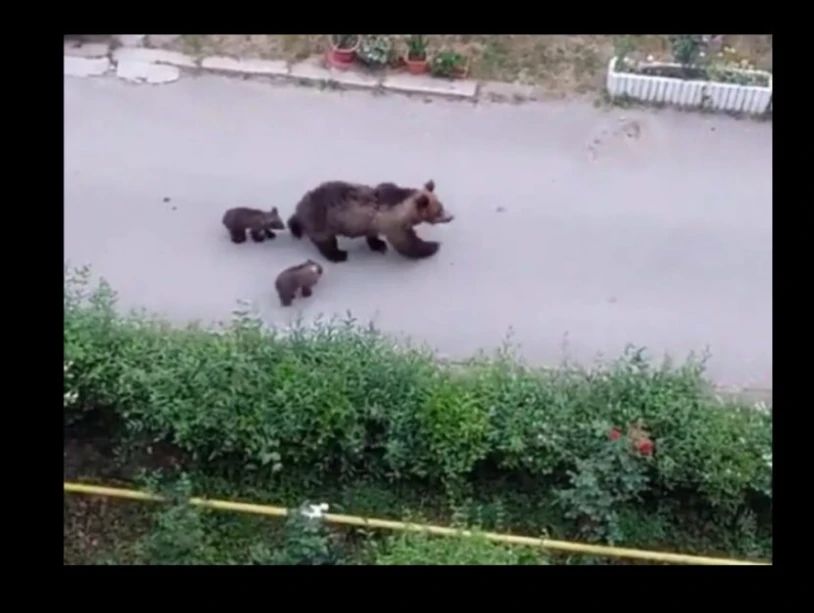 Ursoaică cu pui în Mureș