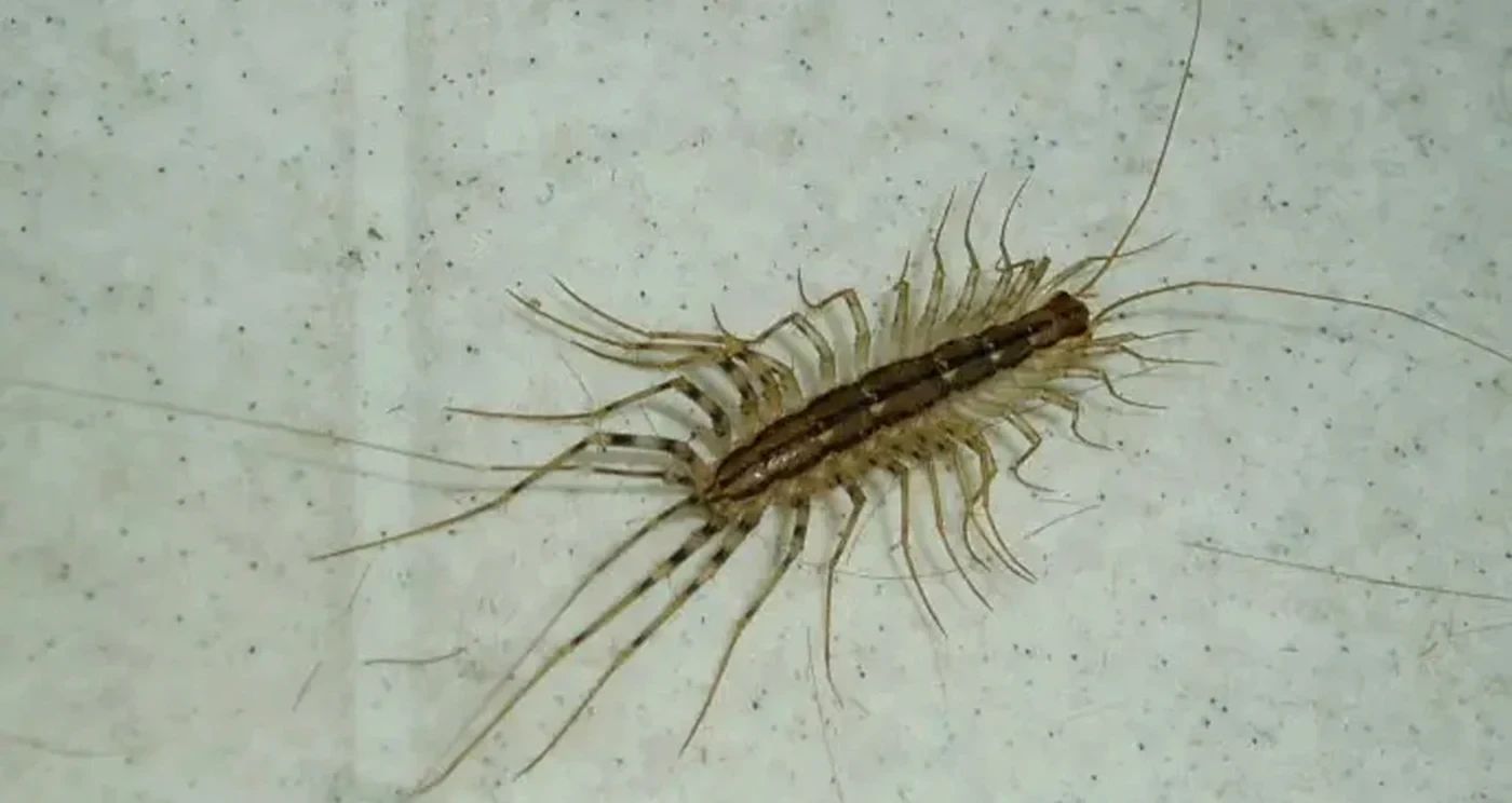 Scutigera coleoptrata