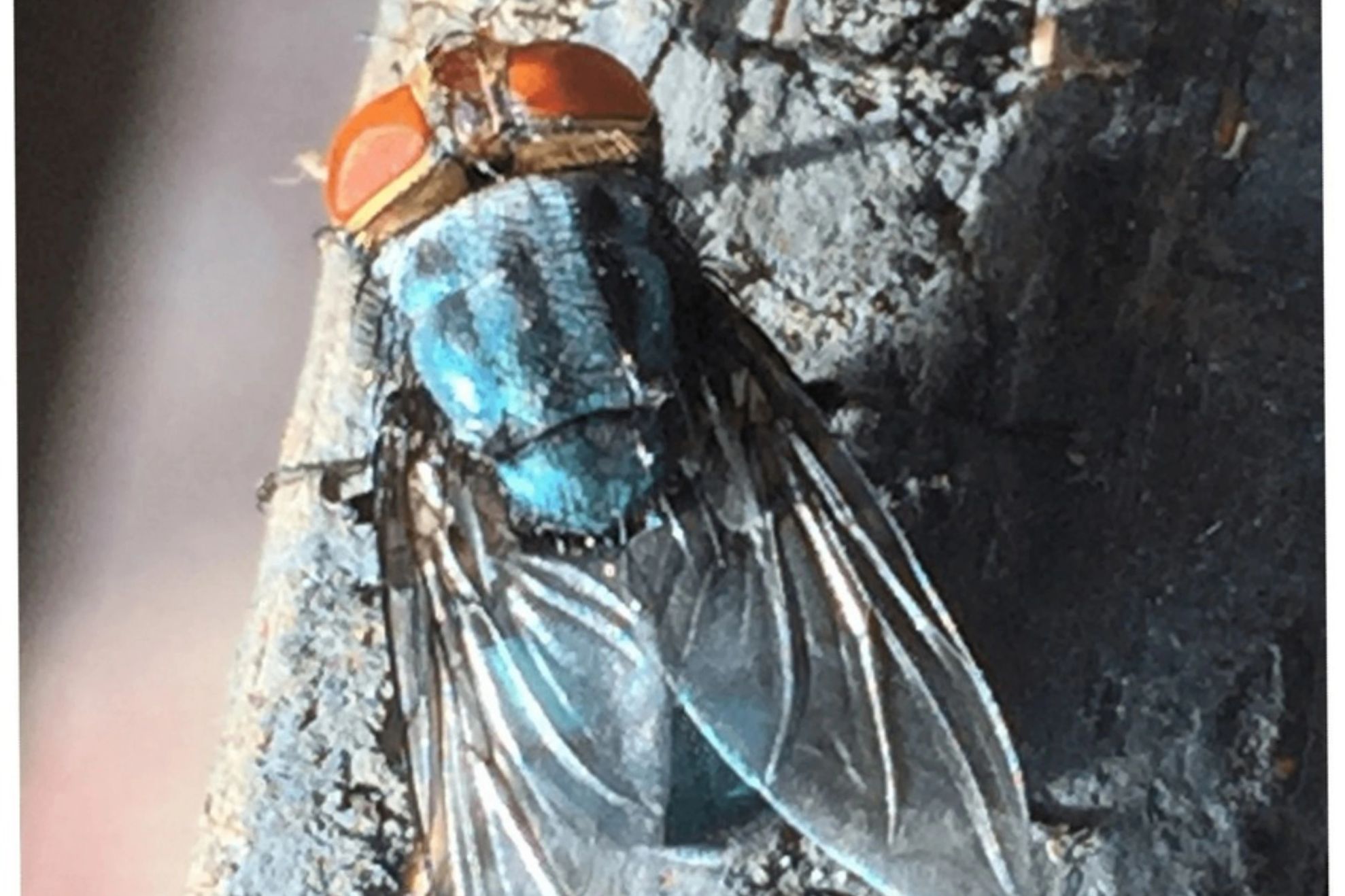 Musca viermilor de carne 