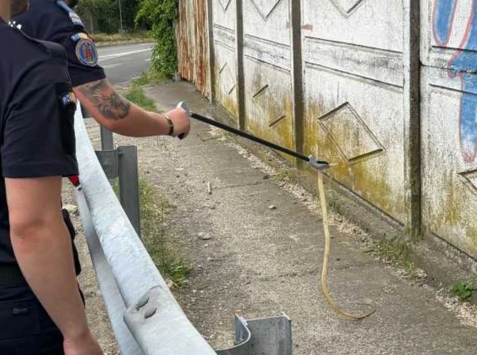 Jandarmii au prins un mega șarpe de 2 metri