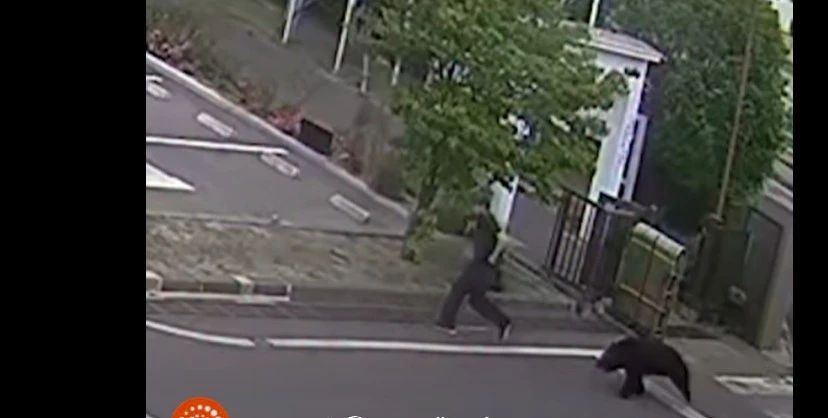 Un bărbat a fost atacat de urs în incinta unei fabrici din Japonia. Foto/Captură video