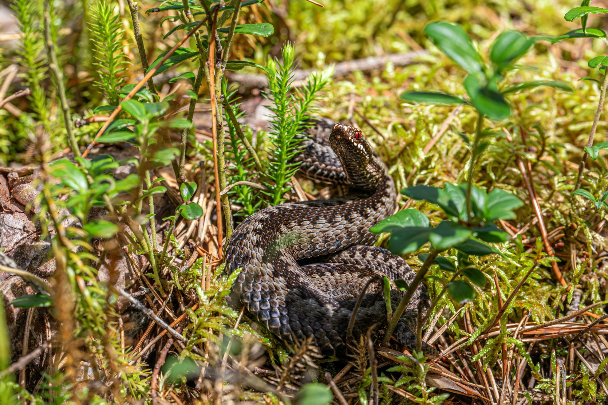 vipera