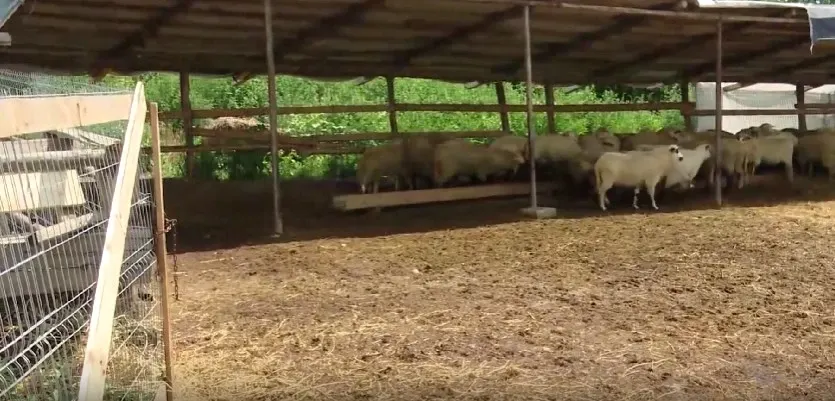 Animalele nu mai fac față caniculei. Fermierii sunt disperați