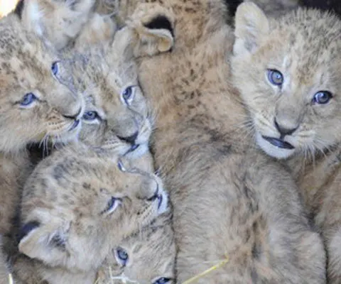 Nouă pui de leu, vedetele unei grădini zoologice din Germania
