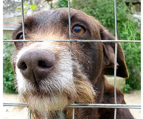 Hotărârea de consiliu privind sterilizarea câinilor va fi supusă aprobării Primăriei pe 27 februarie