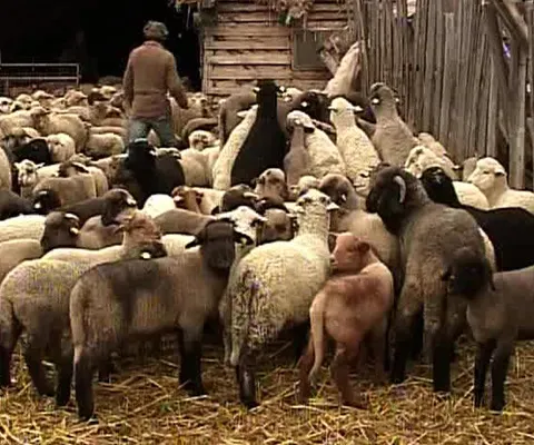 Parlamentul European le permite ţăranilor să îşi sacrifice mieii şi porcii în mod tradiţional