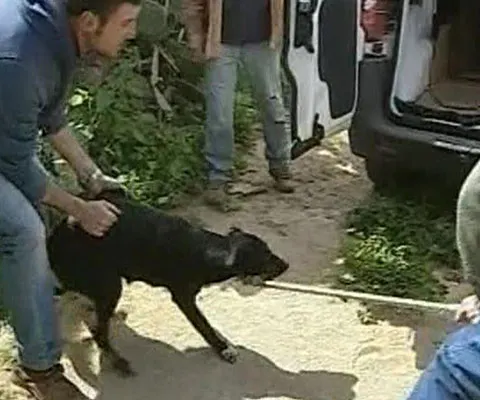 Hingherii şi poliţia din Italia caută 20 de câini care au rănit grav o turistă germană