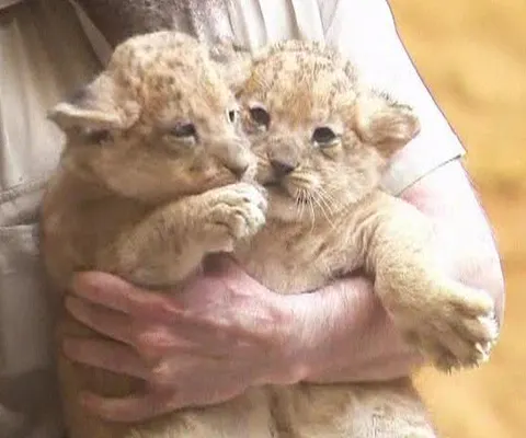 Patru pui de leu sunt noua atracţie a unei grădini zoologice din Germania