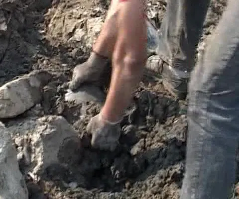 Comori din aur şi argint, descoperite la curăţarea râului Bega din Timişoara