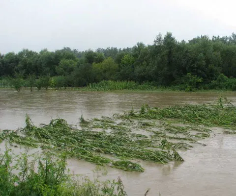 Ucraina cere informaţii României despre poluarea de pe Tisa şi se adresează UE