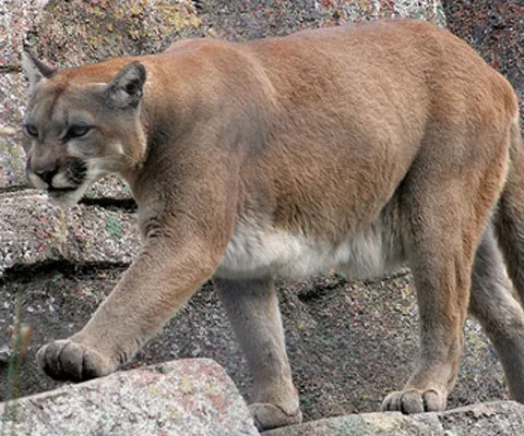 REALITATEA pe NET: Un câine din SUA s-a luptat cu o puma pentru a-şi apăra stăpânii