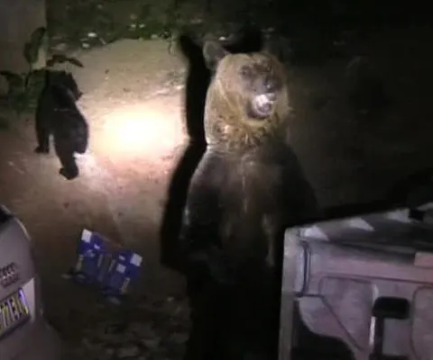 Urşii gunoieri au început, din nou, să coboare în Braşov